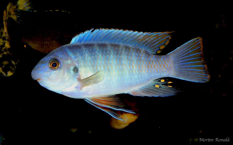 Labeotropheus fuelleborni 'Namalenje Island'